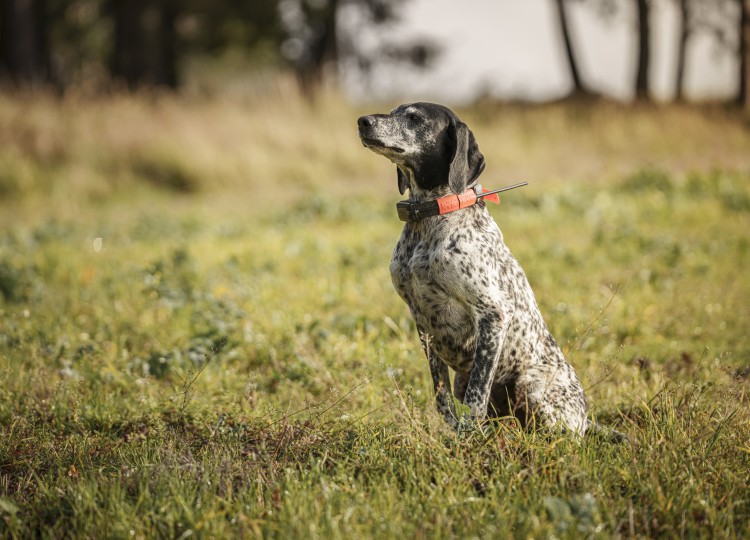 Dog Trace: Spolehlivý pomocník pro každého majitele psa