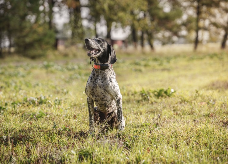 Dog Trace: Spolehlivý pomocník pro každého majitele psa