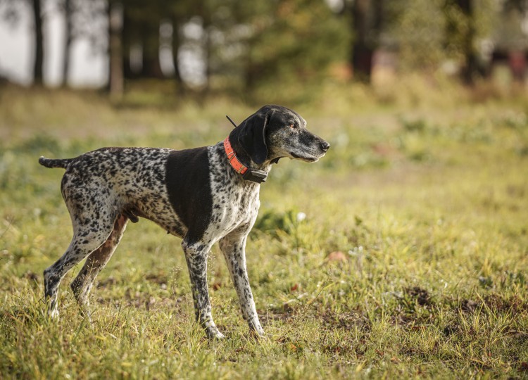 Dog Trace: Spolehlivý pomocník pro každého majitele psa