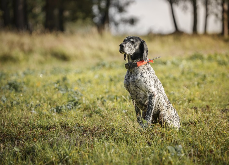 Dog Trace: Spolehlivý pomocník pro každého majitele psa