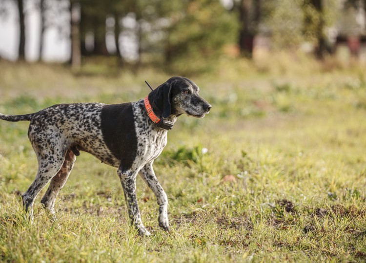 Dog Trace: Spolehlivý pomocník pro každého majitele psa