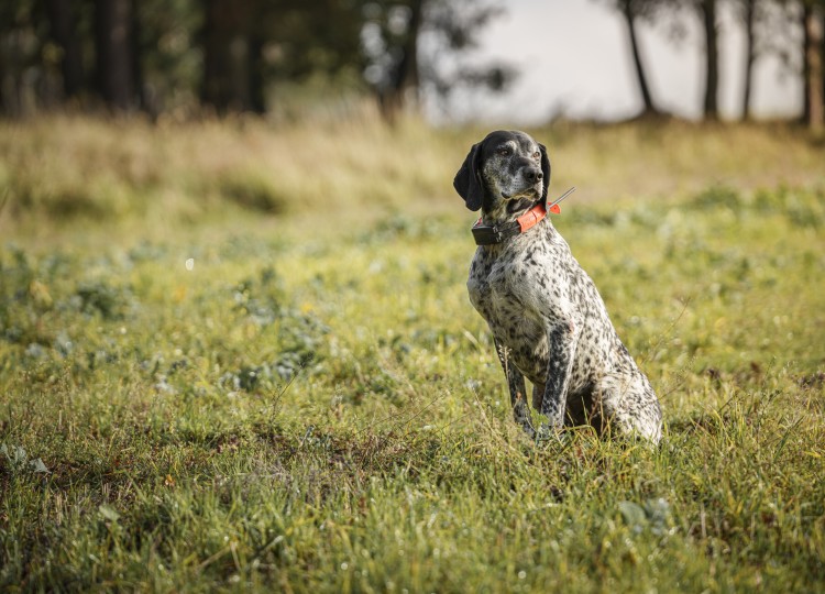 Dog Trace: Spolehlivý pomocník pro každého majitele psa