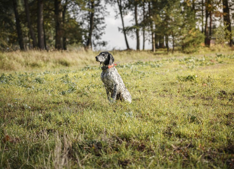 Dog Trace: Spolehlivý pomocník pro každého majitele psa