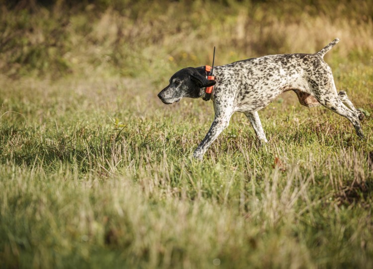 Dog Trace: Spolehlivý pomocník pro každého majitele psa