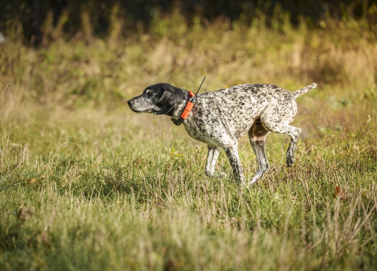 Dog Trace: Spolehlivý pomocník pro každého majitele psa