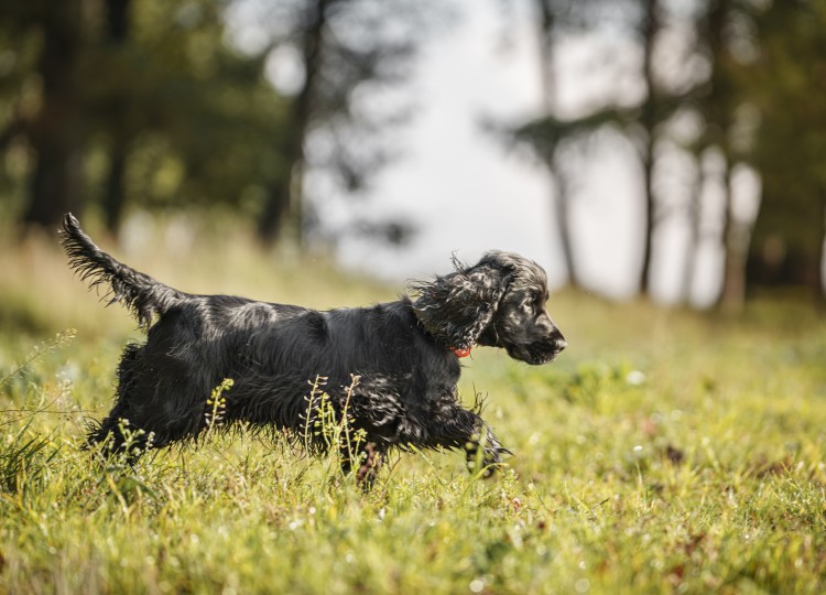 Dog Trace: Spolehlivý pomocník pro každého majitele psa