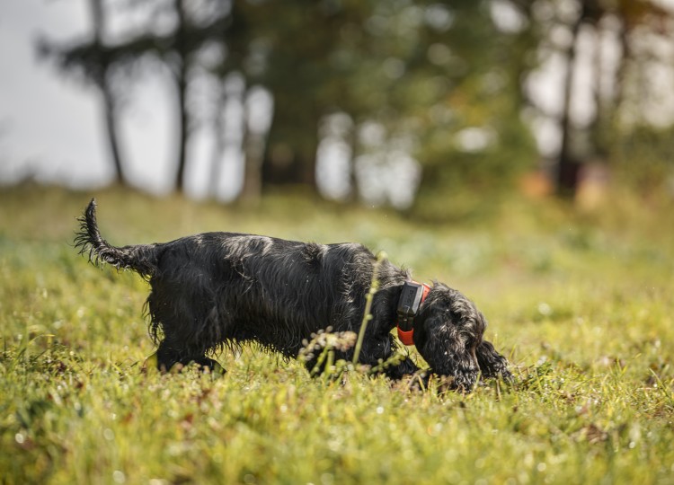 Dog Trace: Spolehlivý pomocník pro každého majitele psa