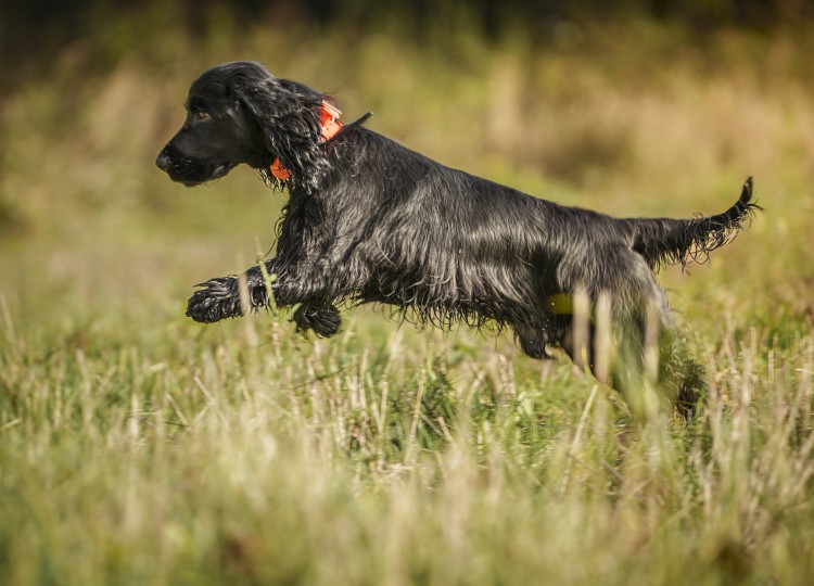 Dog Trace: Spolehlivý pomocník pro každého majitele psa