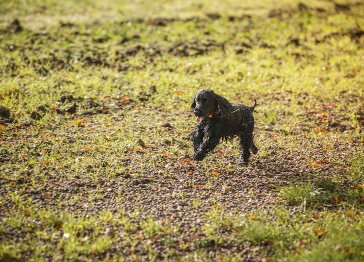 Dog Trace: Spolehlivý pomocník pro každého majitele psa