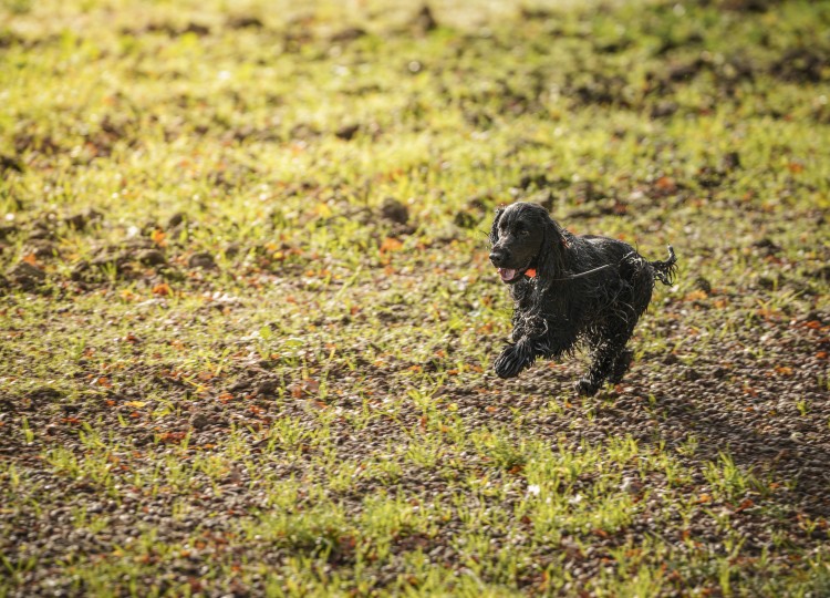 Dog Trace: Spolehlivý pomocník pro každého majitele psa