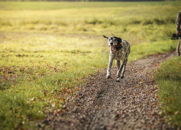 Dog Trace: Spolehlivý pomocník pro každého majitele psa