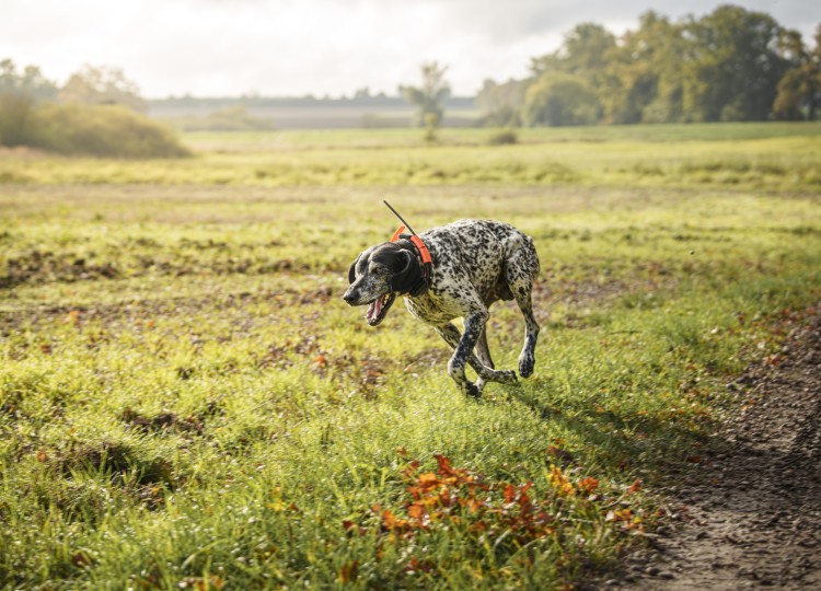 Dog Trace: Spolehlivý pomocník pro každého majitele psa